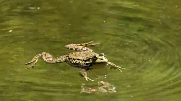 Rana Común Rana Temporaria Reptil Único Que Cruza Agua También — Vídeo de stock