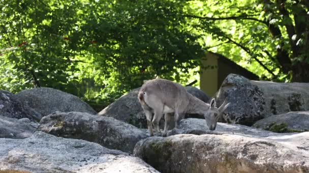 ドイツの公園の岩の上に座っている男性の山のアイベックスまたはカプラアイベックス — ストック動画