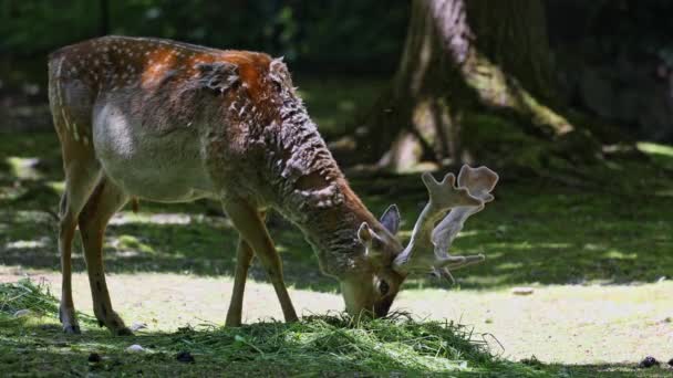 Daino Dama Mesopotamica Mammifero Ruminante Appartenente Alla Famiglia Dei Cervidae — Video Stock