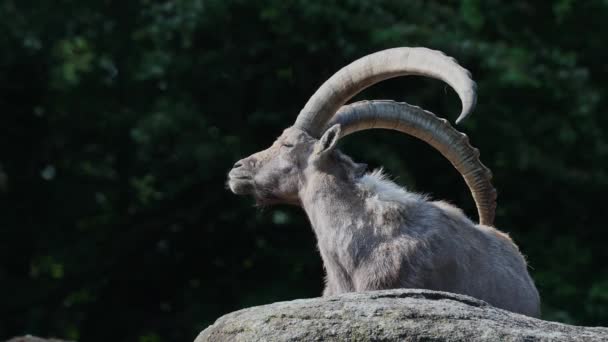 Macho Montaña Ibex Capra Ibex Sentado Una Roca Parque Alemán — Vídeos de Stock