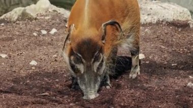 Kızıl nehir domuzu, Potamochoerus porcus, ayrıca çalı domuzu olarak da bilinir. Bu domuzun yer altında yiyecek bulmak için keskin bir koku alma duyusu var..