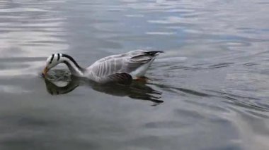 Çubuk başlı kaz Anser indicus, Orta Asya 'da, Güney Asya' daki dağ gölleri ve kışlarda Hindistan yarımadasının güneyine kadar uzanan kolonilerde yaşayan bir kaz türüdür. İngiliz Bahçesi, Münih, Almanya 'da görüldü.