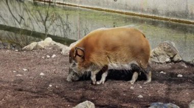 Kızıl nehir domuzu, Potamochoerus porcus, ayrıca çalı domuzu olarak da bilinir. Bu domuzun yer altında yiyecek bulmak için keskin bir koku alma duyusu var..