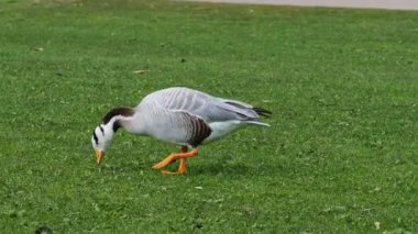Çubuk başlı kaz Anser indicus, Orta Asya 'da, Güney Asya' daki dağ gölleri ve kışlarda Hindistan yarımadasının güneyine kadar uzanan kolonilerde yaşayan bir kaz türüdür. İngiliz Bahçesi, Münih, Almanya 'da görüldü.