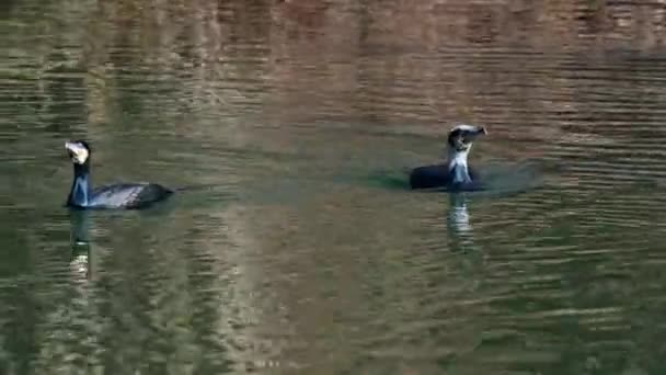 Gran Cormorán Phalacrocorax Carbo Conocido Como Gran Cormorán Negro Través — Vídeos de Stock