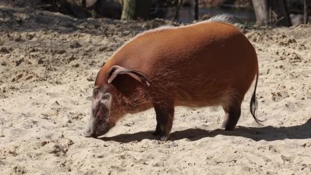 Potamochoerus Porcus 돼지로 도알려져 돼지는 지하에서 먹이를 후각을 가지고 — 비디오