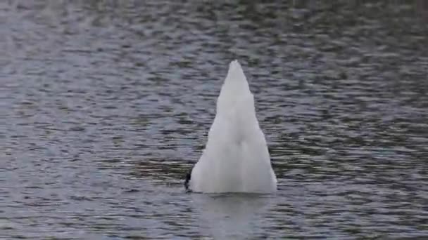 Mute Swan Cygnus Olor 백조의 일종이며 Anatidae 일종이다 호수에서 헤엄치고 — 비디오