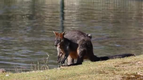 Wallaby Rawa Wallabia Bicolor Adalah Salah Satu Kanguru Yang Lebih — Stok Video