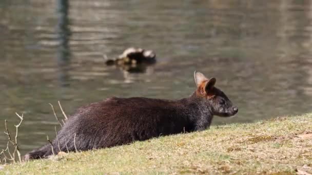 Bagno Wallaby Dwukolorowy Wallabia Jest Jednym Mniejszych Kangurów Ściana Jest — Wideo stockowe