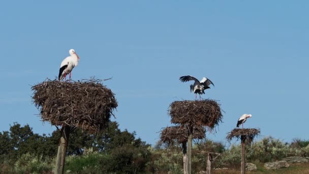 Cigüeñas Blancas Ciconia Ciconia Apareándose Nido Animales Salvajes Copulando Monumento — Vídeos de Stock
