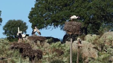 Beyaz leylekler, ağustos böceği, yuvada çiftleşiyorlar. Los Barruecos Doğal Anıtı, Malpartida de Caceres, Extremadura, İspanya 'da çiftleşen vahşi hayvanlar.
