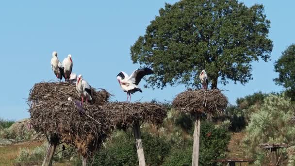 Λευκοί Πελαργοί Ciconia Ciconia Ζευγαρώνουν Στη Φωλιά Άγρια Ζώα Που — Αρχείο Βίντεο