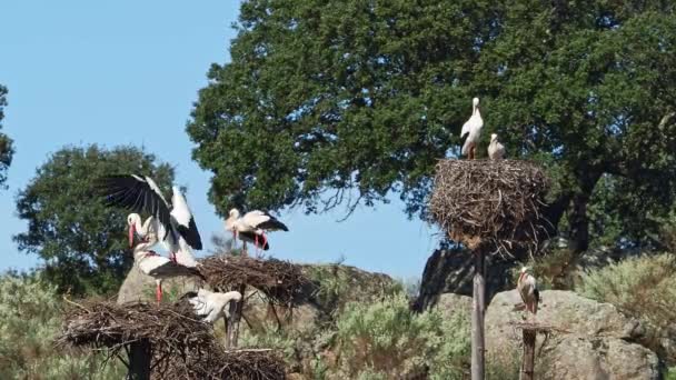 Cegonhas Brancas Ciconia Ciconia Acasalamento Ninho Animais Selvagens Que Copulam — Vídeo de Stock