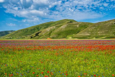 Castelluccio di Norcia 'da gelincikler ve çiçek açan mercimek, ulusal park sibillini dağları, İtalya, Avrupa