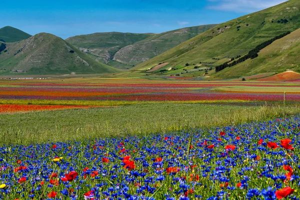 Castelluccio di Norcia 'da gelincikler ve çiçek açan mercimek, ulusal park sibillini dağları, İtalya, Avrupa