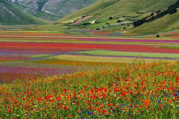 カステルッチョ ノルチャ 国立公園Siblillini山 イタリア ヨーロッパのポピーやコーンフラワーとレンズ豆の開花 — ストック写真