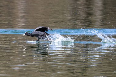 Avrasya yaban ördeği (