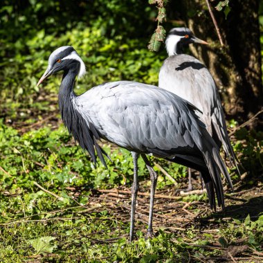 Demokiselle Crane ve Anthropoides başak kuşları gün boyunca açık yeşil çayırlarda yaşarlar. Orta Avrupa 'da bulunan bir turna türüdür.