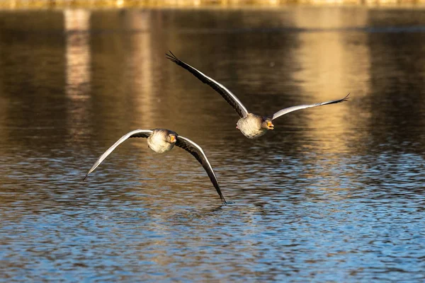 Greylag Goose Anser Anser Anatidae Vízimadarak Családjába Tartozó Nagy Libafajok — Stock Fotó