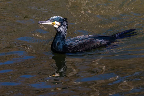 Velký Kormorán Phalacrocorax Carbo Známý Jako Velký Černý Kormorán Přes — Stock fotografie