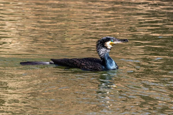 Большой Баклан Phalacrocorax Углерод Известный Большой Черный Баклан Через Северное — стоковое фото