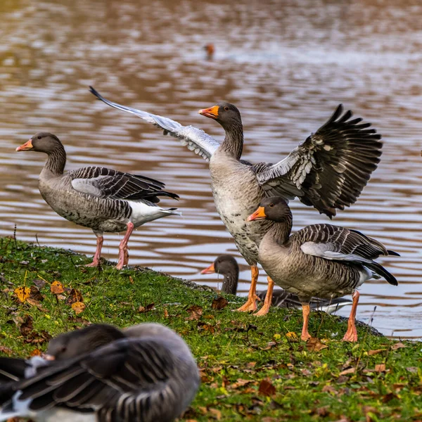 Anser Anser Anatidae Familyasından Anatidae Familyasından Bir Kaz Türü — Stok fotoğraf