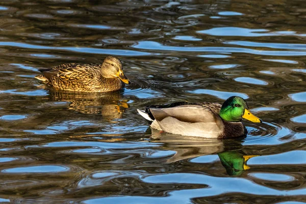 Die Stockente Anas Platyrhynchos Ist Eine Plappernde Ente Hier Schwimmen — Stockfoto