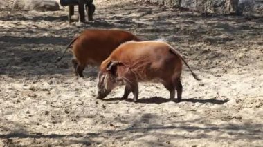 Kızıl nehir domuzu, Potamochoerus porcus, ayrıca çalı domuzu olarak da bilinir. Bu domuzun yer altında yiyecek bulmak için keskin bir koku alma duyusu var..
