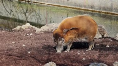 Kızıl nehir domuzu, Potamochoerus porcus, ayrıca çalı domuzu olarak da bilinir. Bu domuzun yer altında yiyecek bulmak için keskin bir koku alma duyusu var..