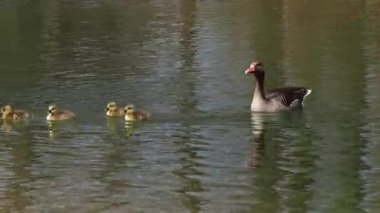 Küçük bebekleri olan gri lag kazları ailesi. Gri-lag kaz, Anser anser, Anatidae familyasından bir kaz türü.