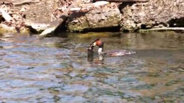 Bir çift Great Crested Grebe, Podiceps kristali yuvalarını inşa ediyor. Güzel turuncu renkli kuş, kırmızı gözlü su kuşu. Eski Dünya 'da bulunan en büyük aile üyesidir..