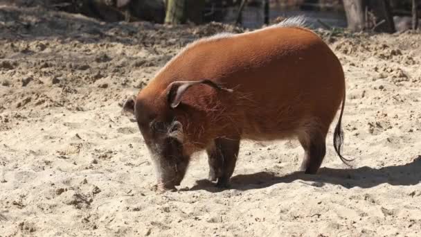 Red River Hog Potamochoerus Porcus Juga Dikenal Sebagai Bush Pig — Stok Video