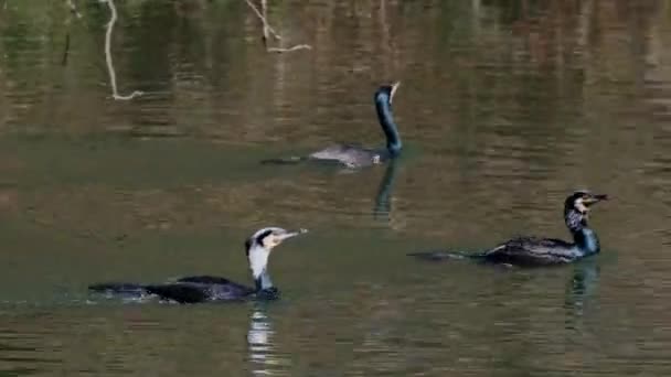 Великий Барант Phalacrocorax Carbo Відомий Великий Чорний Баклант Північній Півкулі — стокове відео