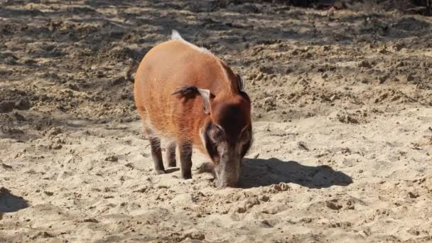 Prasátko Červeného Potoka Potamochoerus Známé Také Jako Prase Keře Tohle — Stock video