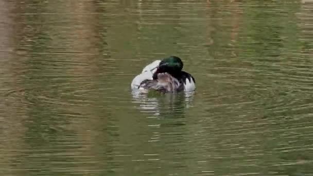 Merganser Goosander Mergus Merganser Berenang Danau Kleinhesseloher Taman Inggris Munich — Stok Video