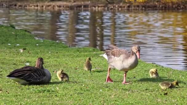 Familia Gansos Greylag Con Bebés Pequeños Anser Anser Una Especie — Vídeo de stock