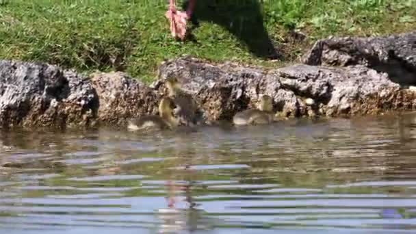 Familie Von Graugänsen Mit Kleinen Babys Die Graugans Anser Anser — Stockvideo