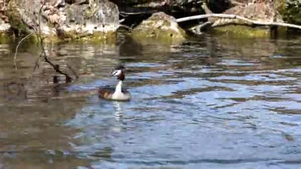 Een Paar Great Crested Grebe Podiceps Die Hun Nest Bouwen — Stockvideo