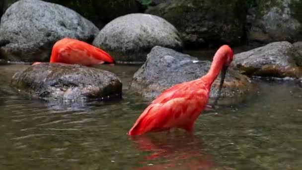 红杉科鸟类 因羽毛的红色而被羡慕 这是甲壳类食物的结果 — 图库视频影像