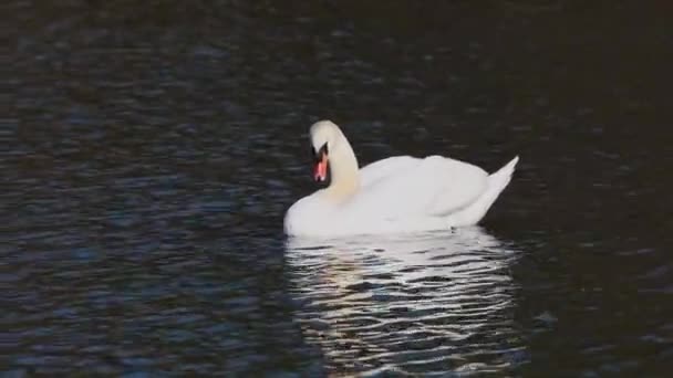 Mute Swan Cygnus Olor 백조의 일종이며 Anatidae 일종이다 호수에서 헤엄치고 — 비디오