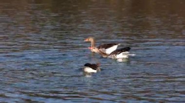 Anser anser, Anatidae familyasından Anatidae familyasından bir kaz türü..