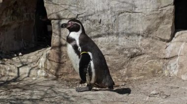 Humboldt pengueni, Spheniscus humboldti veya Perulu penguen