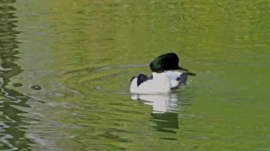 Münih 'teki İngiliz Bahçesi' nde Kleinhesseloher Gölü 'nde yüzen Merganser, Goosander ve Mergus merganser.
