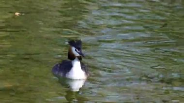 Great Crested Grebe, Podiceps kristali turuncu güzel renklerle, kırmızı gözlü bir su kuşu. Eski Dünya 'da bulunan en büyük aile üyesidir..