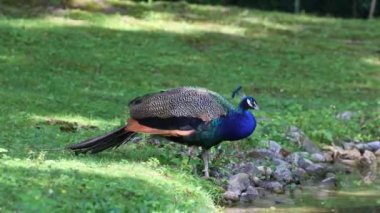 Hint Peafowl veya mavi Peafowl, Büyük ve parlak renkli bir kuş türüdür, Güney Asya 'ya özgü, fakat dünyanın diğer bölgelerinde de tanıtılan bir türdür..