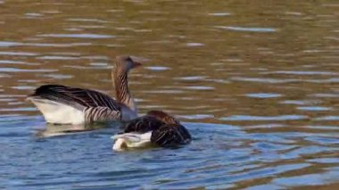 Anser anser, Anatidae familyasından Anatidae familyasından bir kaz türü..