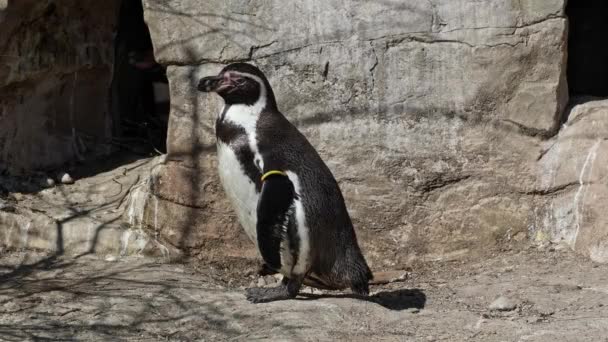 Pingüino Humboldt Spheniscus Humboldti Pingüino Peruano — Vídeo de stock