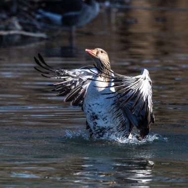 Grilag kaz kanatlarını suya açıyor. Anser anser, Anatidae familyasından Anatidae familyasından bir kuş türü..