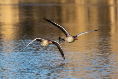 Anser anser, Anatidae familyasından Anatidae familyasından bir kaz türü. Burada havada uçuyor..