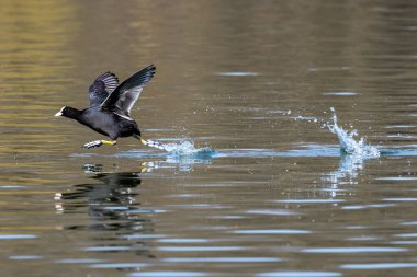 Avrasyalı ördek, Fulica atra suda koşarak birbirlerini kovalıyorlar. Avustralya ördeği olarak da bilinir, Rallidae familyasının bir üyesidir..